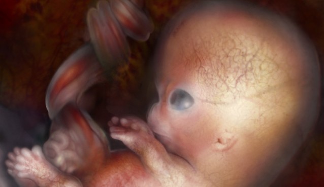 Human embryo 7 weeks and 3 days after conception