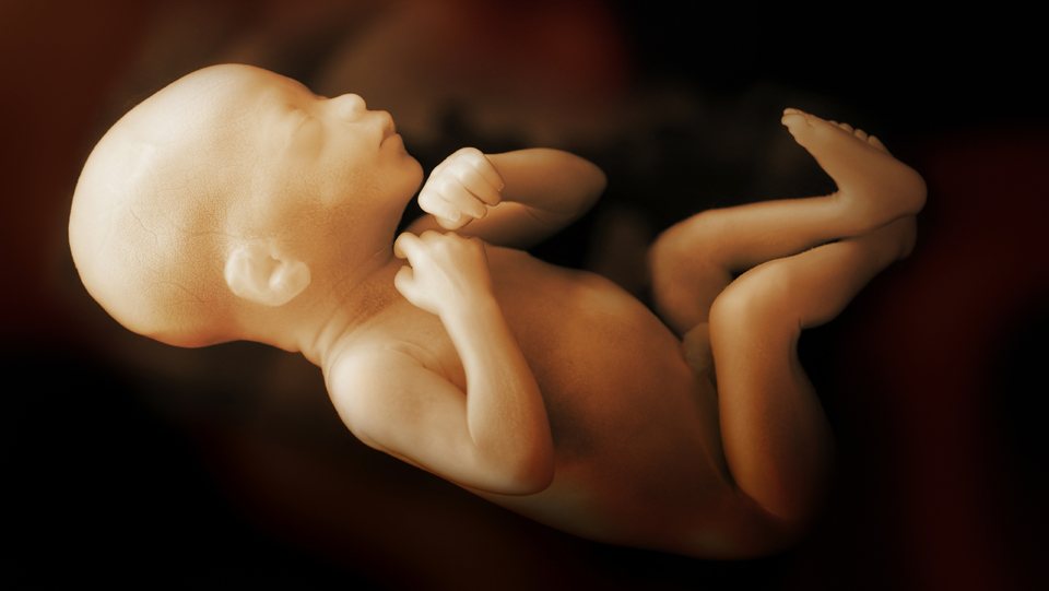 Human foetus 34 weeks after conception. Photo credit - Istockphoto