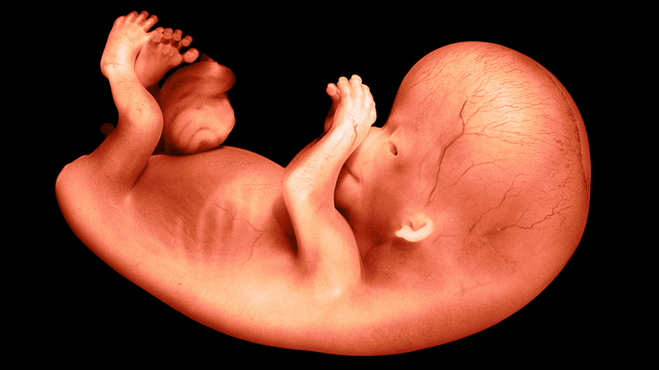 56 day old human foetus. The eighth week marks the beginning of the foetal period. Photo credit - Getty Images Omikron Omikron