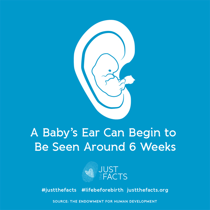 a baby's ear can begin to be seen around 6 weeks