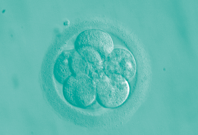 8-cell human embryo, day 3