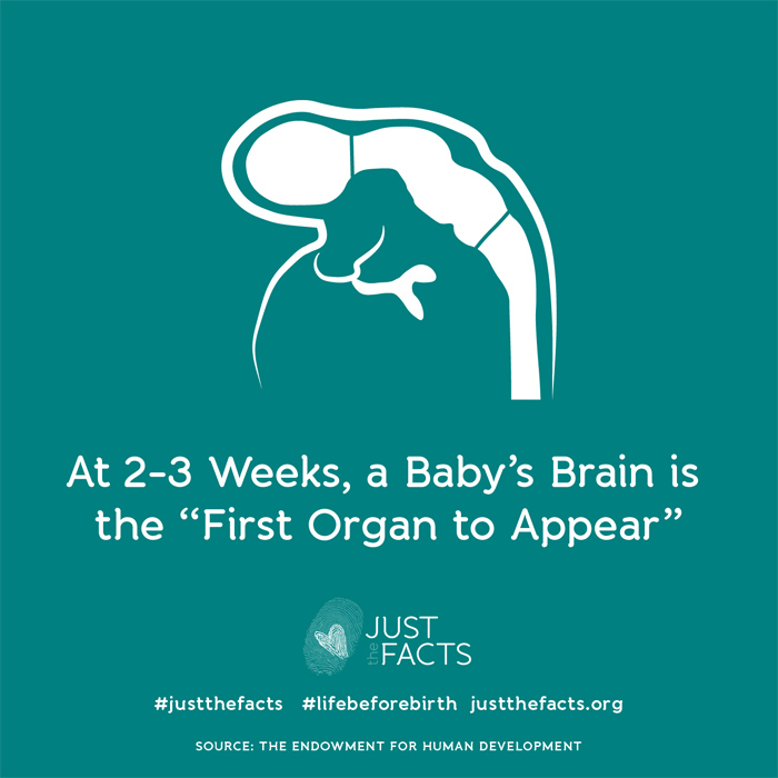 At 2-3 weeks, a baby's brain is the 'first organ to appear'