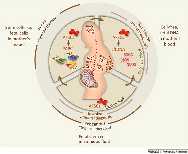 An illustration of the suggested relationship between amniotic fluid stem cells and fetal microchimeric cells and DNA in the mother's tissue and blood