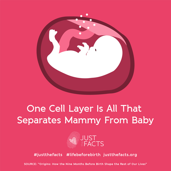 One cell layer is all that separates mammy from baby