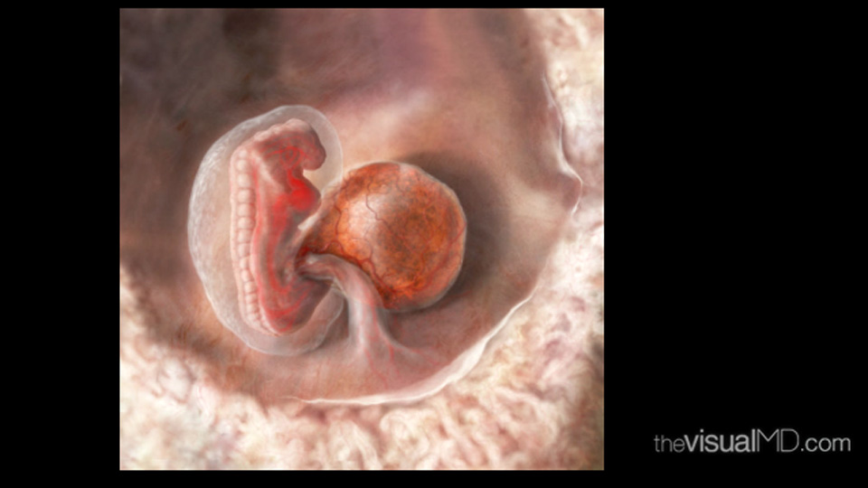 Embryo with Prominent Yolk Sac : Contained entirely within the nurturing space of the womb, the developing embryo cannot eat or breathe, and therefore must obtain all nutrients from other sources. Courtesy of theVisualMD. http://www.thevisualmd.com/media_gallery_slice.php?idu=11714